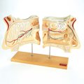 Denoyer-Geppert Anatomical Model, Nose & Olfactory Set 0135-00